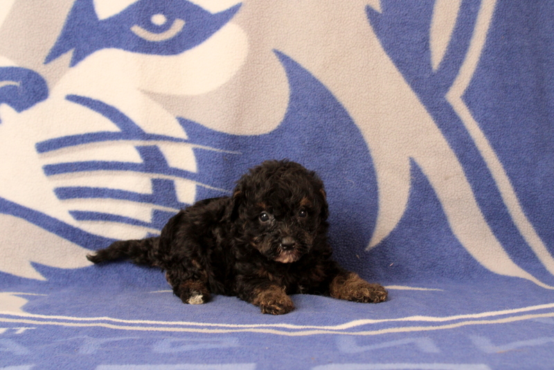 puppy, for, sale, Mini Bernedoodle F1, Matthew B. Stoltzfus, dog, breeder, Gap, PA, dog-breeder, puppy-for-sale, forsale, nearby, find, puppyfind, locator, puppylocator, aca